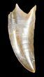 Rare Timurlengia (Tyrannosaur) Tooth - Uzbekistan #38975-1